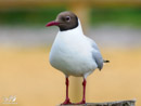 Black-headed Gull – Mewa Śmieszka